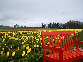郁金香,明亮的颜色,鲜花