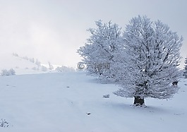 树,雪域,冬季