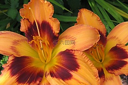 黄花菜,鲜花,雄蕊
