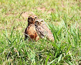 猫头鹰,穴居猫头鹰,casal