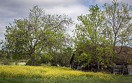 烤房,春,景观