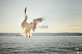 鸥,飞行,湖