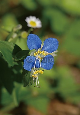 主席的鸡糊,池,鲜花