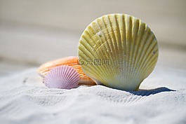 贝壳,按摩,治疗