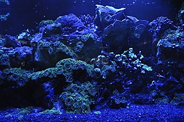 珊瑚礁,海,蓝色