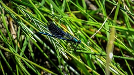蜻蜓,昆虫,国家保护区塔瓦科纳斯