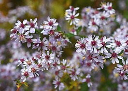 面纱紫菀,symphyotrichum,aster cordifolius