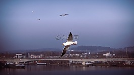 海鸥,weil am 大黄酸,在飞行中