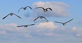 鸟,天空,云计算