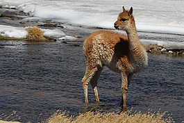 喇嘛,智利,安第斯山脉