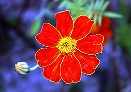 橙花,花瓣,花的花瓣