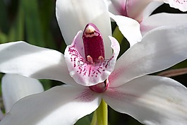 花,开花,大花蕙兰