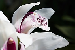 花,开花,大花蕙兰