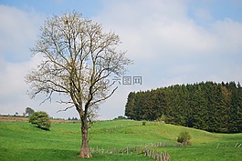 椴树,乌法利兹,针叶