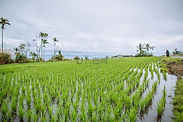 田,稻田,秧苗
