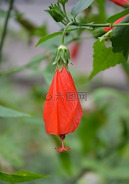 大红花,花,红花