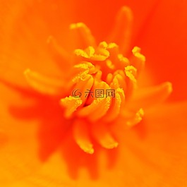 花,雄蕊,橙色