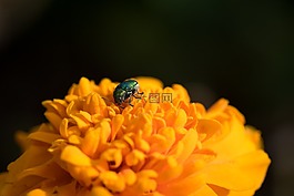 甲虫,小甲虫,黑甲虫