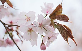 日本樱花树,日本樱花,春天的花朵