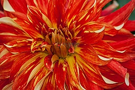 大丽花,娇琴纱,地热