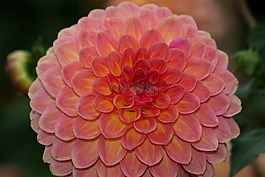 大丽花,娇琴纱,地热