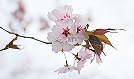 日本樱花树,日本樱花,春天的花朵