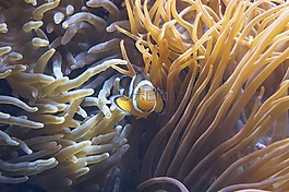 海葵,触手,生物