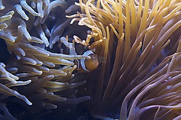 海葵,触手,生物
