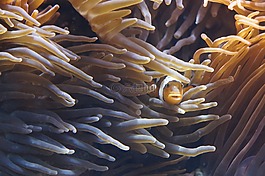 海葵,触手,生物