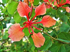 紫荆花 galpinii,花,海角的骄傲