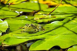 青蛙,水蛙,蛙池
