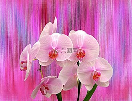 兰花,鲜花,orchideenblüte