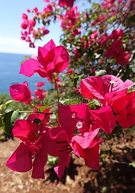 花,马德拉,葡萄牙