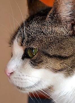 猫,猫眼石,动物