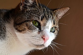猫,猫眼石,动物