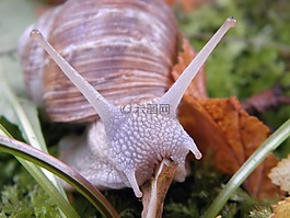 蜗牛,壳,软体动物