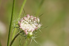 meadows-蓍草,咖哩预防,鲜花