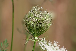 meadows-蓍草,咖哩预防,褪色