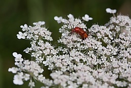 meadows-蓍草,咖哩预防,鲜花