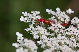 meadows-蓍草,咖哩预防,鲜花