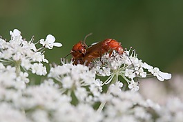meadows-蓍草,咖哩预防,鲜花