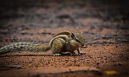 小,生物,甲虫，昆虫