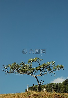 树,草地,天空