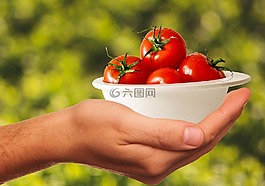 蕃茄,蔬菜,健康
