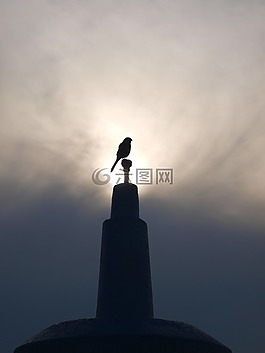 上午,鸟,鲈鱼