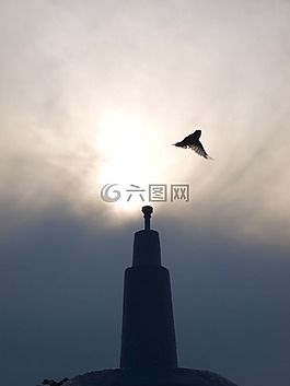 上午,鸟,鲈鱼