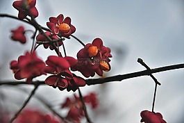 主轴,布什,水果