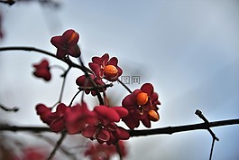 主轴,云锦,有毒