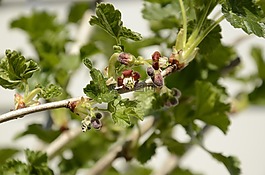 泰贝里,萌芽,春