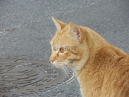 野猫,凝视,猫咪